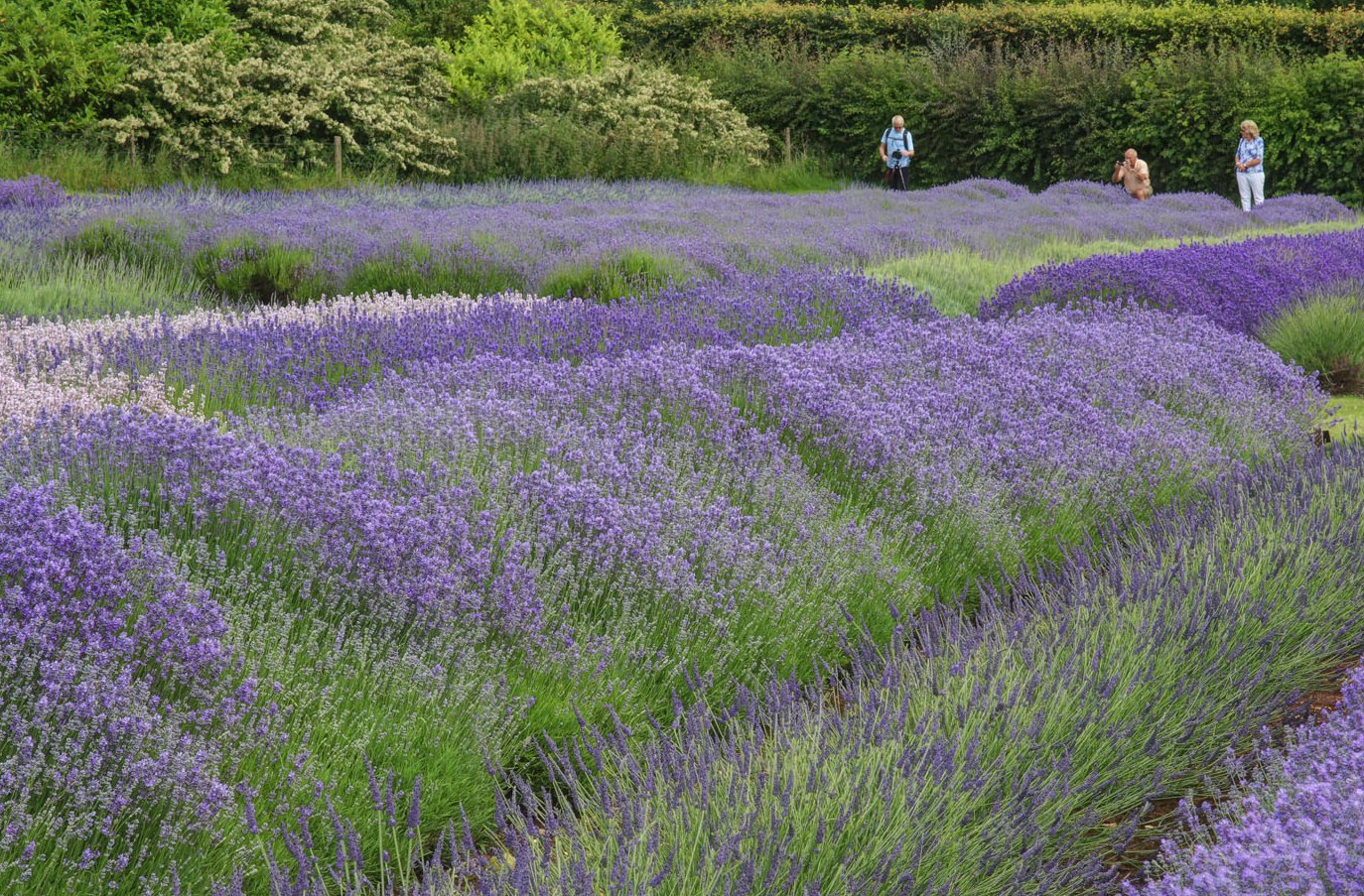 ���x���_�[�@�@�X�m�[�Y�q���E�}�i�[�@��C���O�����h