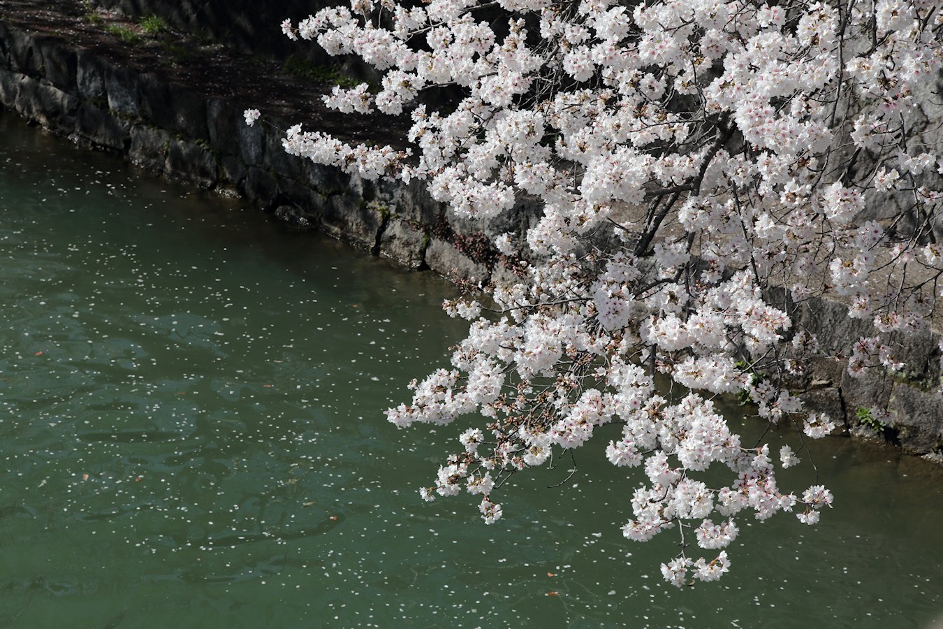 ���i�Α`��