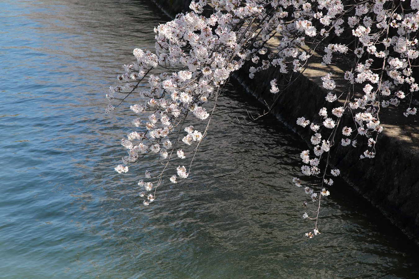 ���i�Α`��