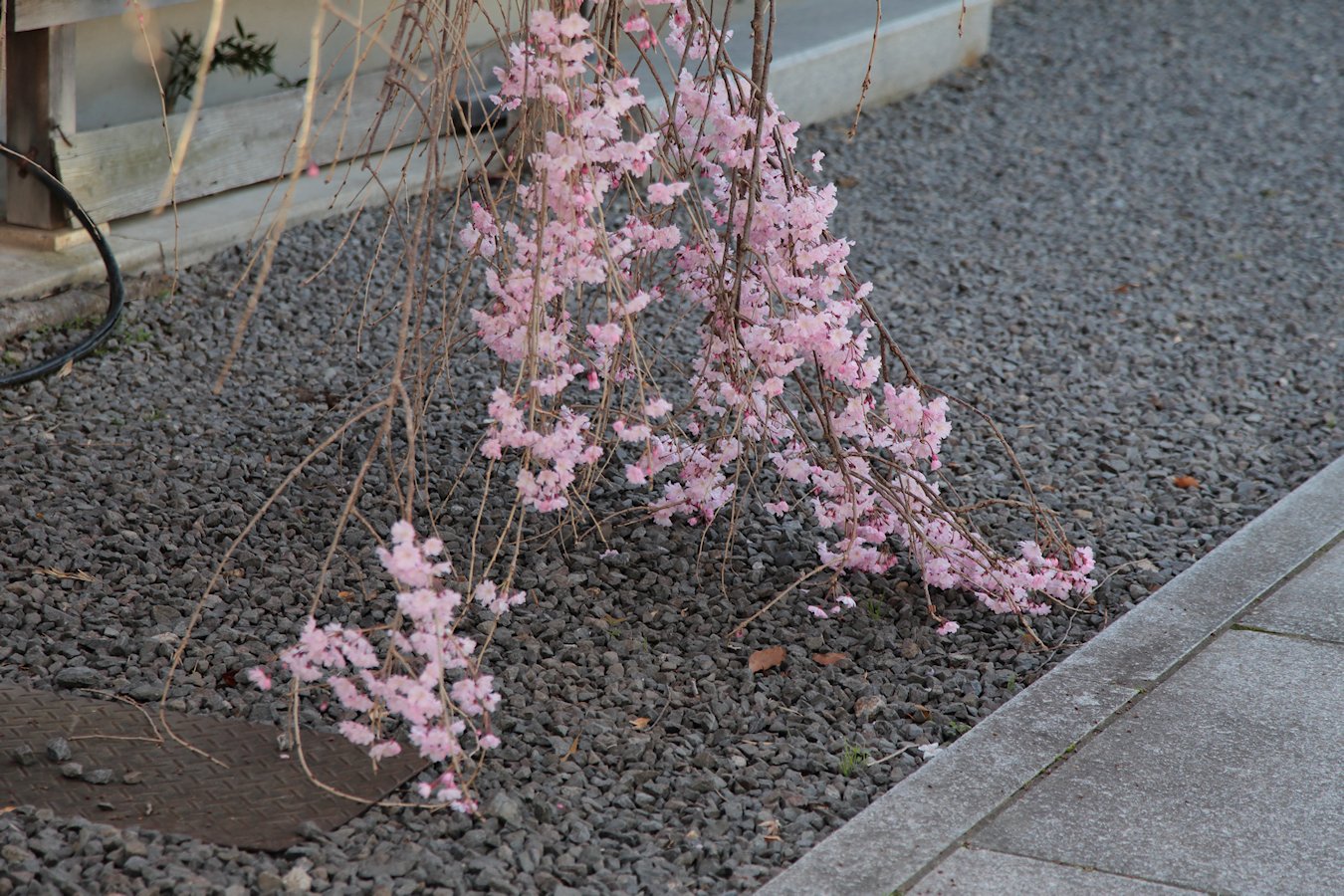 �{�����@������̍�