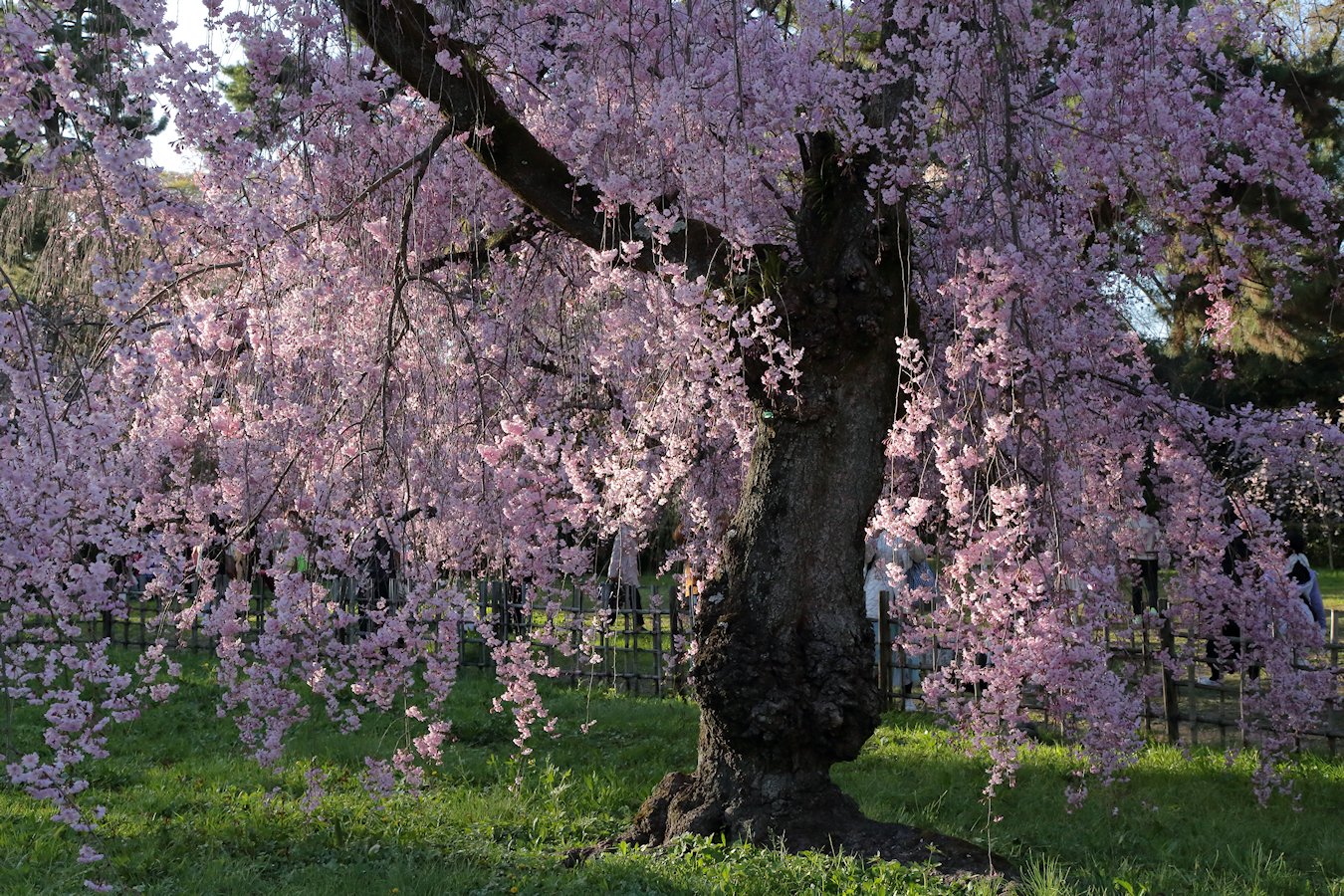 ���s�䉑�@�߉q�@��