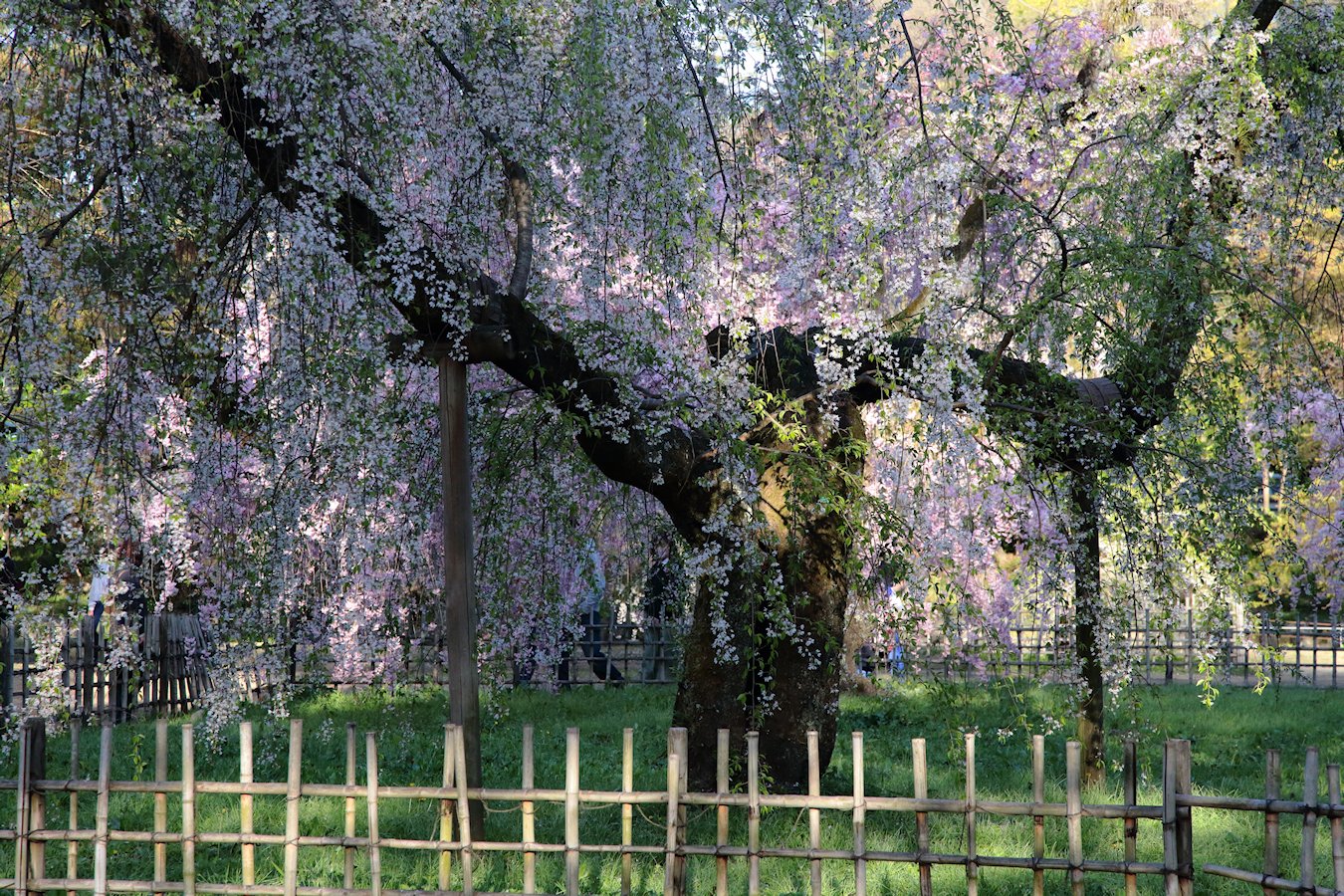 ���s�䉑�@�߉q�@��