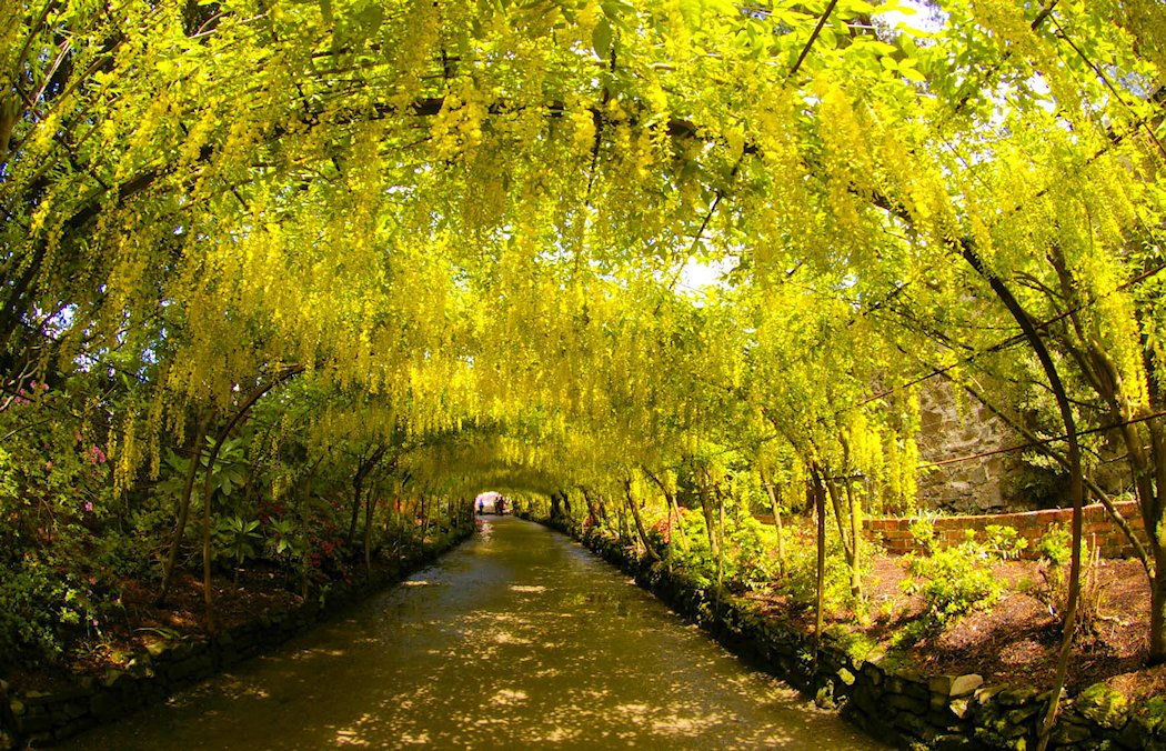 �{�h�i���g�K�[�f���@�L���O�T���@�k�E�F�[���Y