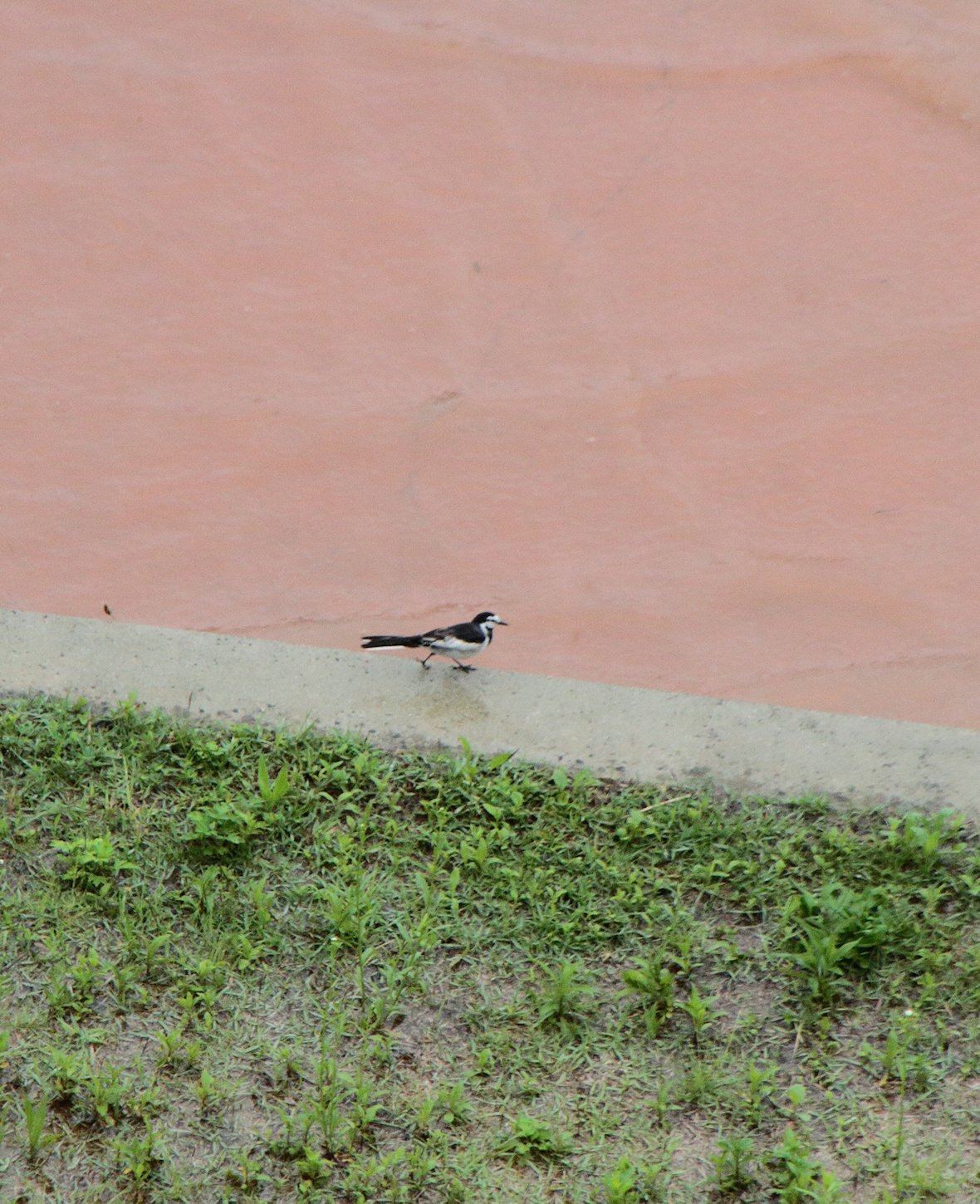 �V�W���E�J��