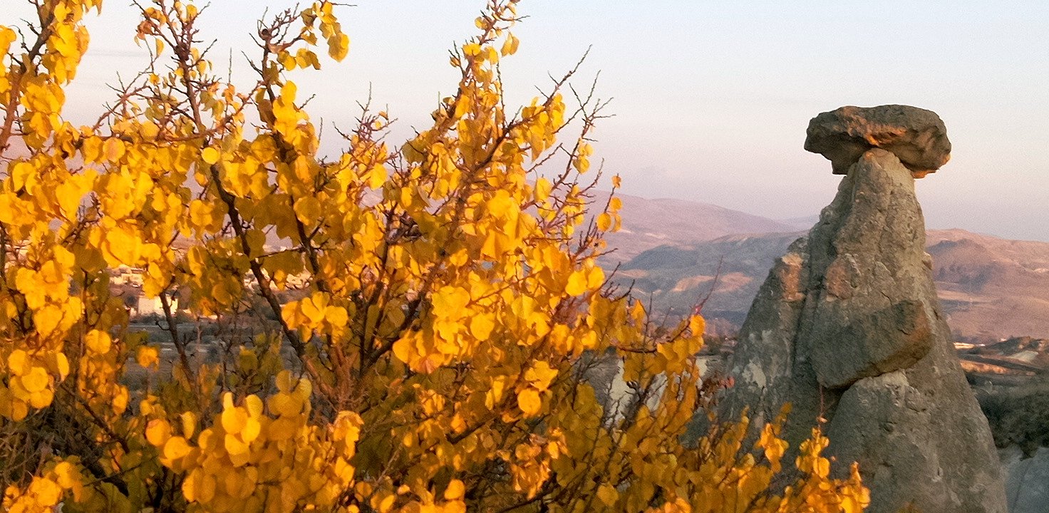 �J�b�p�h�L�A